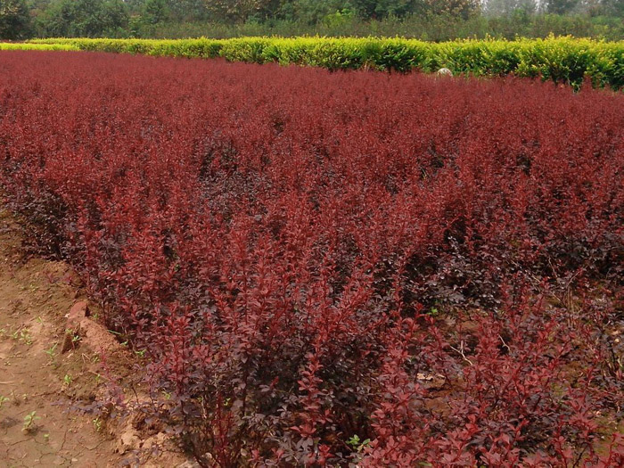 濰坊苗木基地直銷，紅葉碧桃批發(fā)