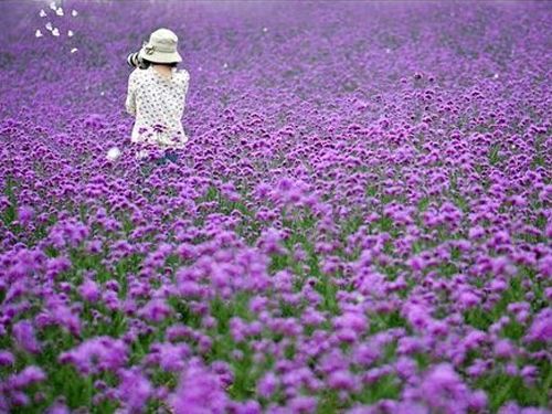 马鞭草，柳叶马鞭草批发，纯正柳叶马鞭草苗，马鞭草穴盘苗，青州马鞭草