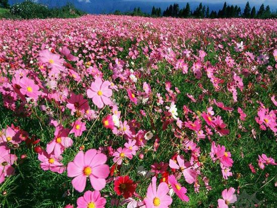 哪里能买到热销草花|山东草花用苗基地