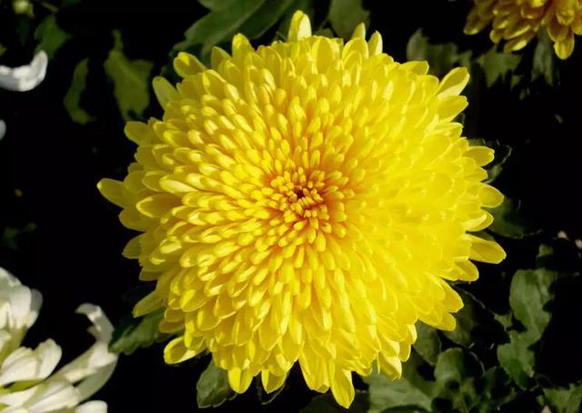 百度熱搜產(chǎn)品-【北京造型菊花】【北京觀賞菊花】【山東造型菊花】