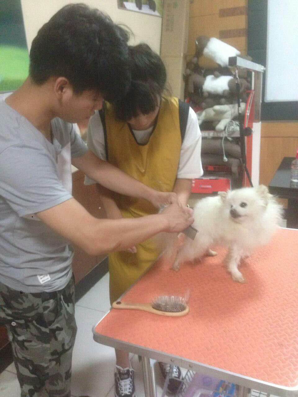 信譽良好的寵物美容教育培訓就在滄州市福貝恩商貿_專業的寵物美容教育培訓
