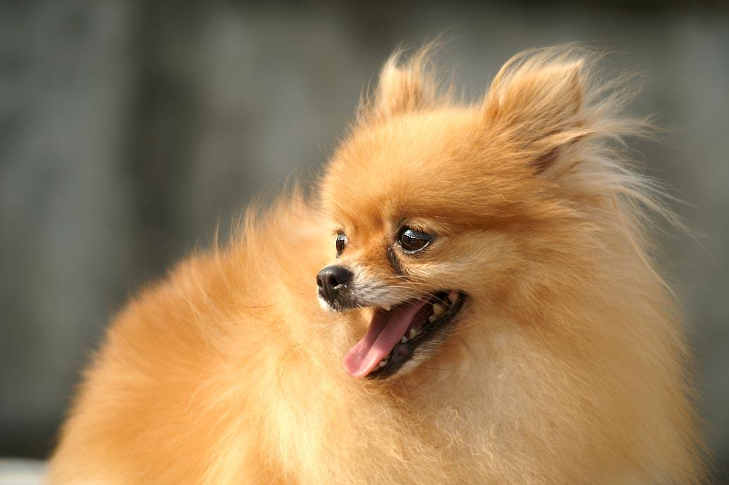 安溪博美犬價(jià)格——卡蒂斯諾犬業(yè)供應(yīng)實(shí)惠的泉州哪里有賣(mài)博美