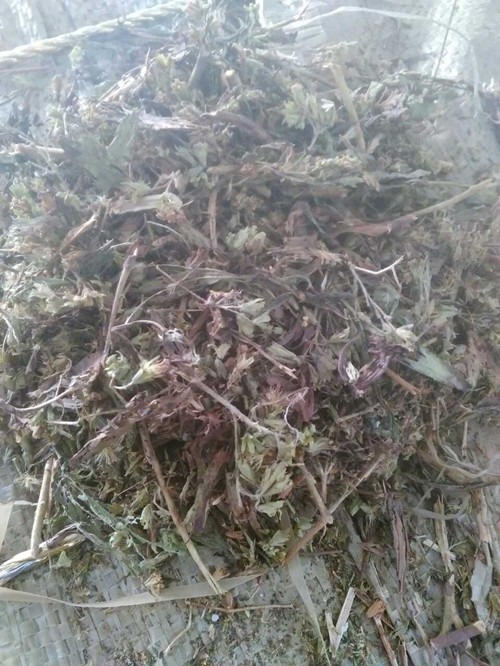 甜葉菊提取物  甜菊糖原始圖片2