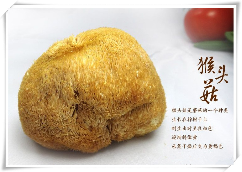 猴頭菇提取物   四大名菜“素中葷”之稱的猴頭菇原始圖片2