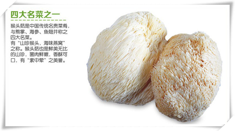 猴頭菇提取物   四大名菜“素中葷”之稱的猴頭菇原始圖片3