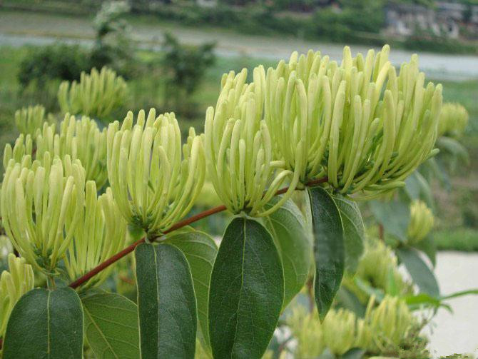 厂家直销 现货供应 金银花提取物