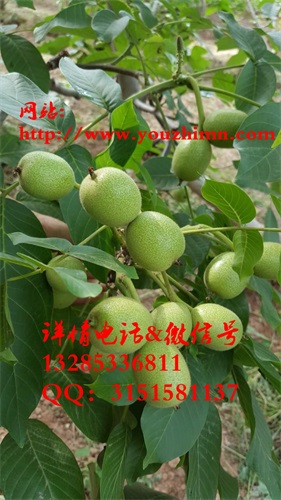 供應(yīng)8518核桃苗，薄皮早實(shí)品種