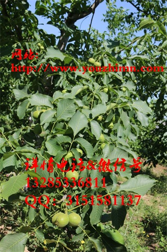 供應(yīng)8518核桃苗，薄皮早實(shí)品種