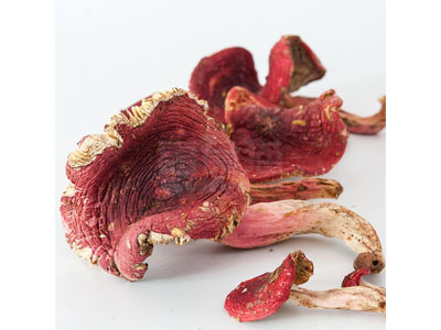 原生態(tài)紅菇多少錢一斤|優(yōu)惠的紅菇推薦