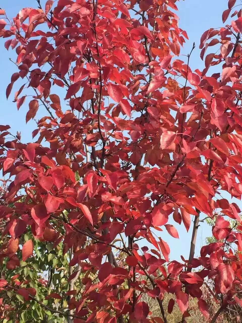 【生機(jī)盎然】國槐樹基地，木槿種植基地，小龍柏種植基地