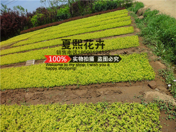 優(yōu)質(zhì)金葉女貞床苗批發(fā) 成活率高 金葉女貞床苗價(jià)格 實(shí)拍床苗 修改 本產(chǎn)品采購(gòu)屬于商業(yè)貿(mào)易行為