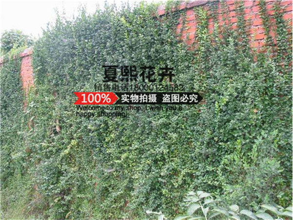 基地直銷衛(wèi)矛小苗 衛(wèi)矛球工程苗批發(fā) 濕地綠化 披護(hù)綠化 價(jià)格優(yōu)惠