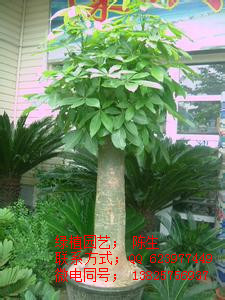 供應東莞花卉租賃 富貴樹 東莞富貴樹 幸福樹 