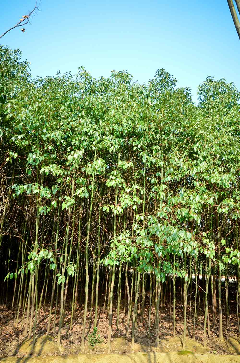 香樟樹(shù)價(jià)格怎么樣，園林綠化苗木代理加盟