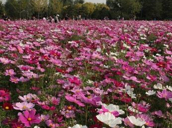 信達【天津波斯菊批發|北京波斯菊基地（河北波斯菊）供應商|批發商】