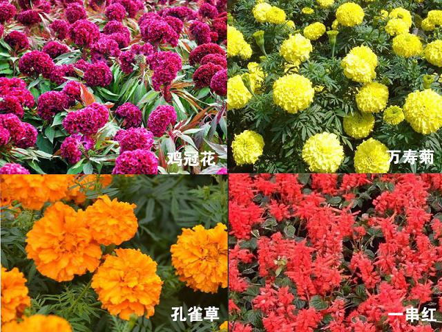 【高成活率！馨飛】營養(yǎng)缽宿根草花||營養(yǎng)袋草花批發(fā)||營養(yǎng)袋宿根草花