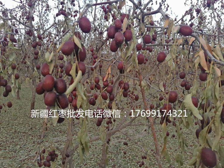 益陽(yáng)新疆紅棗批發(fā)多少錢