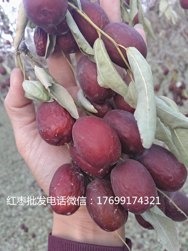 榮成新疆紅棗批發(fā)多少錢