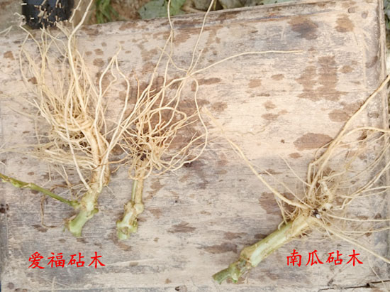 【全國發(fā)售：歡迎來電】蔬菜嫁接專用砧木批發(fā)@甜瓜專用砧木批發(fā)-愛福瑞康