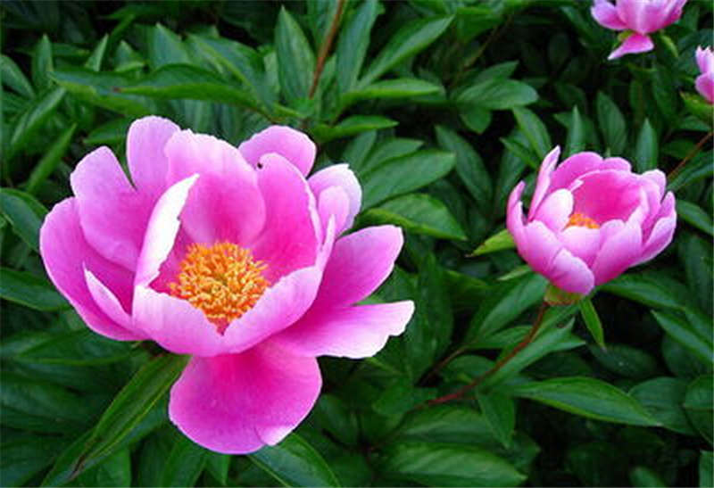 芍藥供應商——山東優質芍藥供應