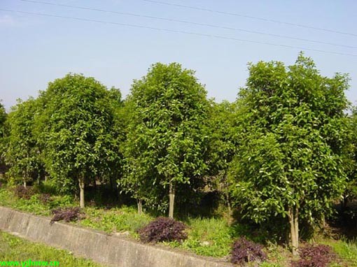 桂花價(jià)格：四季桂、桂花樹(shù)、潢川金桂、八月桂、銀桂、北海道黃楊