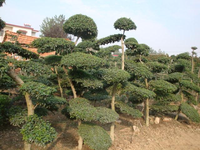 桂花價(jià)格：四季桂、桂花樹、潢川金桂、八月桂、銀桂、北海道黃楊