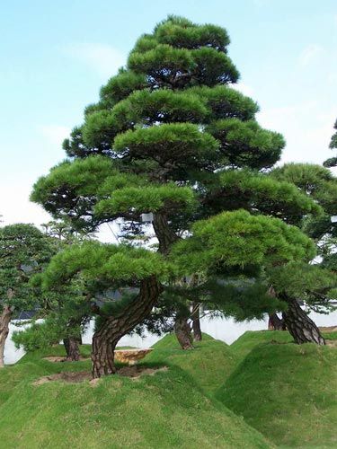 苗木造型售價：華山松、茶梅、塔柏、連翹、刺柏、貼梗海棠、圓柏